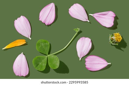 Healing plants red clover (Trifolium pratense) on green pastel background - Shutterstock ID 2295993585