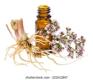 healing plants: Valerian (Valeriana officinalis) with rhizome and flowers