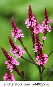 Healing Verbena Officinalis