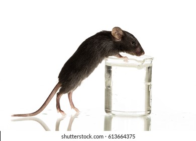 Health, Black Lab Mice, Around Four Weeks Old With Pure White Background 