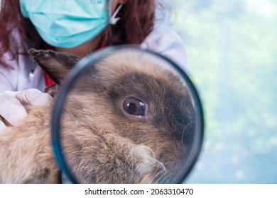 Health Care Animal Concept. Veterinarian Doctor Wear Face Mask And Glove Using Magnifying Glass Looking Check Up Problem Sick Eye Something Brown Rabbit Bunny In The Clinic.