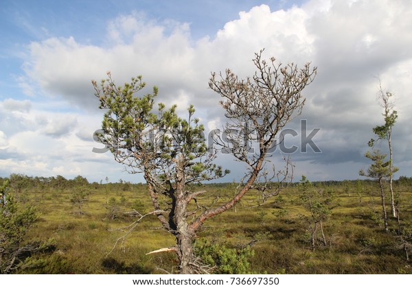 Health and illness\
part of the tree. Marshland. Nature, landscape ecosystem.  \
\
Meaning of life.  Health care concept. Lifestyle. Two Sides - One\
Life. Diseased trees. 