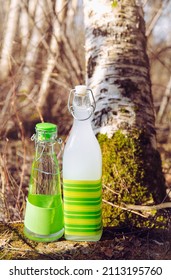 Healthy 3 days fermented birch(Betula) sap drink, white color. Fermented with flour and sugar and regular fresh birch sap in clear bottle. Birch trees on back. 