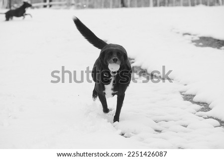 Foto Bild Bock Haustier Tiergesicht