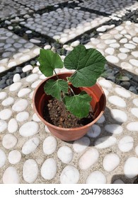 A Healthy Baby Pumpkin Plant In A Pot