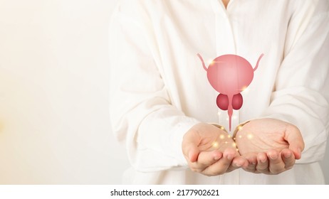 Healthy Bladder And Prostate Gland Anatomy On Doctor Hands. Awareness Of BPH, Prostate Cancer, Bladder Cancer And Men Health Care. Urology And Male Reproductive Concept. Copy Space.