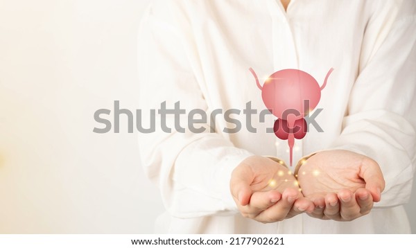Healthy\
bladder and prostate gland anatomy on doctor hands. Awareness of\
BPH, prostate cancer, bladder cancer and men health care. Urology\
and male reproductive concept. Copy\
space.