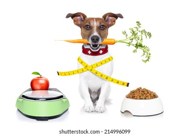 healthy bulldog beside a scale  and bowl and measuring tape around waist isolated on white background