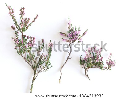 Similar – Wild flower pattern on white background