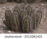 Healthy clump of Hedgehog Cactus (echinocereus)