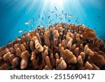 Healthy colorful coral reef biodiversity