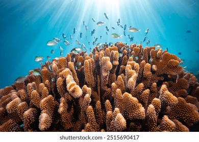 Healthy colorful coral reef biodiversity - Powered by Shutterstock