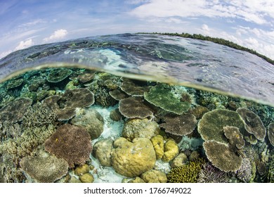 673 Wakatobi national park Images, Stock Photos & Vectors | Shutterstock