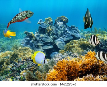 Healthy Coral Reef Underwater With Tropical Fish In The Caribbean Sea