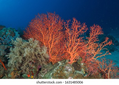 Healthy Corals At DIli, Timor Leste