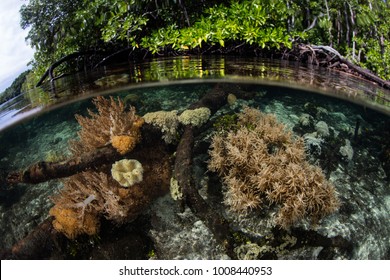 Healthy Corals Grow In The Shallows Fringing A Mangrove Forest In Raja Ampat, Indonesia. This Area Is Known As The 