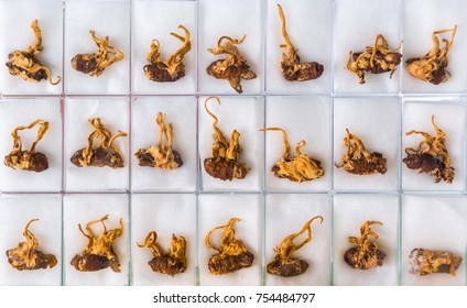 Healthy Cordyceps or Ophiocordyceps sinensis plant on silk worm