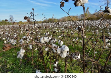 Healthy Cotton Field In Rural Georgia, USA.