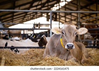 Healthy cow resting after eating food at dairy farm.