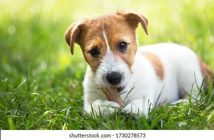 Healthy Cute Happy Pet Dog Puppy Chewing Snack Bone, Cleaning His Teeth In The Grass, Web Banner