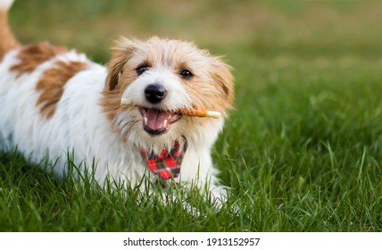 Healthy Cute Happy Pet Dog Chewing Dental Snack Treat, Cleaning Plaque From His Teeth. Tartar Prevention Concept.