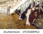Healthy dairy cows feeding on fodder standing in row of stables in cattle farm barn with worker adding food for animals in blurred background. Concept of farming business and taking care of livestock