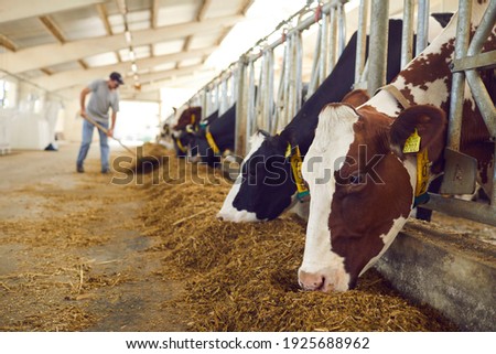 Healthy dairy cows feeding on fodder standing in row of stables in cattle farm barn with worker adding food for animals in blurred background. Concept of farming business and taking care of livestock