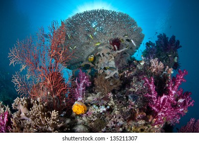 A Healthy And Diverse Assortment Of Invertebrates Grow On A Wall In Raja Ampat, Indonesia.  This Region Is Known For Its Spectacular Scuba Diving And High Marine Biodiversity.