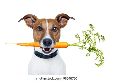 Healthy Dog With A Carrot