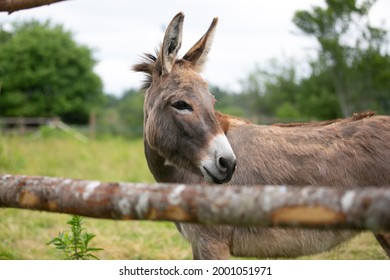 1,780 Healthy donkey Images, Stock Photos & Vectors | Shutterstock