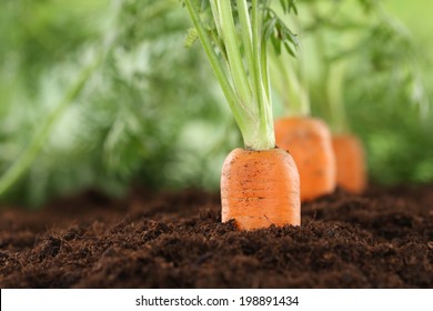 Healthy eating ripe carrots in vegetable garden in nature