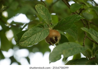 Healthy and edible medlar fruits (mespilus germanica, family rosaceae) on o medlar tree. Garbsen, lake Berenbostel, Germany. - Powered by Shutterstock