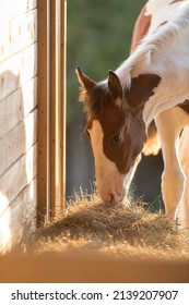 Healthy Foal Eating Hay Brown And White Baby Horse Filly Colt Sport Horse Baby Horse Eating Hay Brown And White Face Vertical Format Space On Top For Masthead Type Or Content Equine Nutrition 