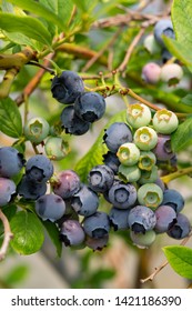 Healthy food and antioxidant, blueberry berries ripening on plant in summer close up - Shutterstock ID 1421186390