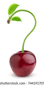 Healthy Food Concept. Question Mark. Cherry Isolated On White Background