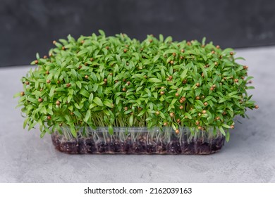 Healthy Food And Diet Concept. Cut Microgreens. Micro Green From Mustard. Fresh Micro Green Sprouts For Vegan Cooking. Home Gardening. Succulent Organic Micro Greens In A Plastic Box