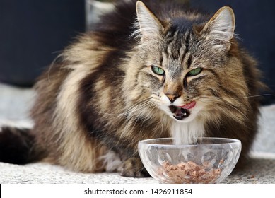 Healthy food for a Norwegian forest cat. A cat is happy about cat food
