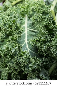 345 Bore kale Images, Stock Photos & Vectors | Shutterstock