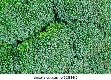 Healthy Fresh Food Background. Macro Texture Of Broccoli 