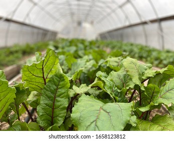 Healthy Green Beets Plants In The Hoop House