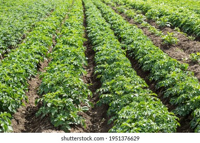 1,671 Potato weed Images, Stock Photos & Vectors | Shutterstock