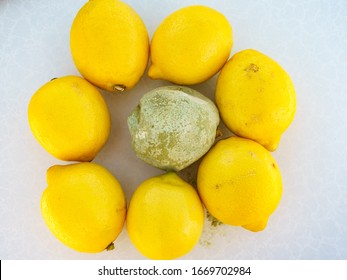 Healthy And Green Moldy Lemon Citrus Fruits. Rotten Fungi Food.