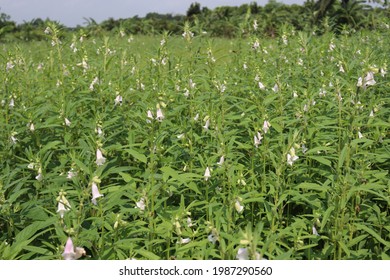 Healthy And Green Sesame Farm For Harvest And Business