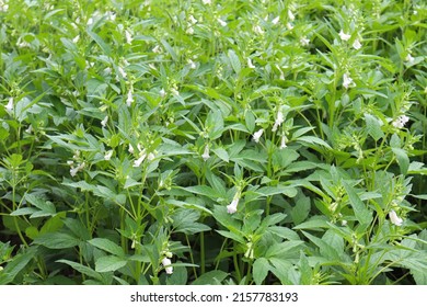 Healthy And Green Sesame Farm For Harvest