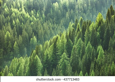 Healthy green trees in a forest of old spruce, fir and pine trees in wilderness of a national park. Sustainable industry, ecosystem and healthy environment concepts and background. - Shutterstock ID 437713483