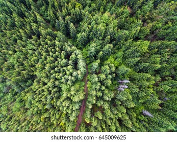 Healthy Green Trees In A Forest Of Old Spruce, Fir And Pine Trees In Wilderness Of A National Park. Sustainable Industry, Ecosystem And Healthy Environment Concepts And Background. Aerial View.