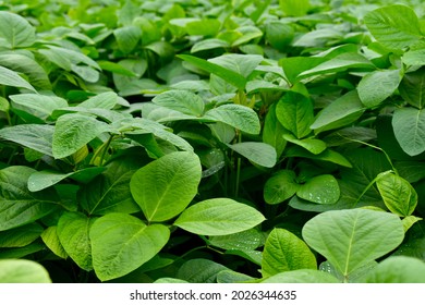 healthy and growing  soybean, soy bean, or soya bean (Glycine max) crop cultivated during rainy season. crop planted at agriculture farm in india. beautiful farm. agricultural background.