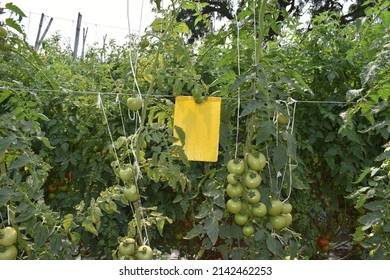 Healthy Growing Tomato Crop Planted And Cultivated At Agriculture Farm Or Field. Tomato Plantation With Yellow Sticky Pad For Organically Pest Control.