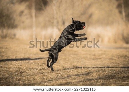 healthy and happy american staffordshire terrier playing and jumping in the park