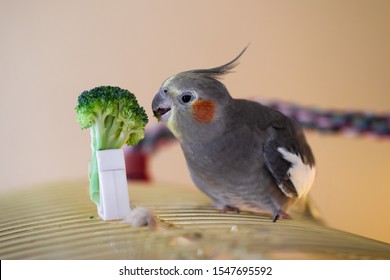 Healthy happy female cockatiel eating broccoli on top of cage